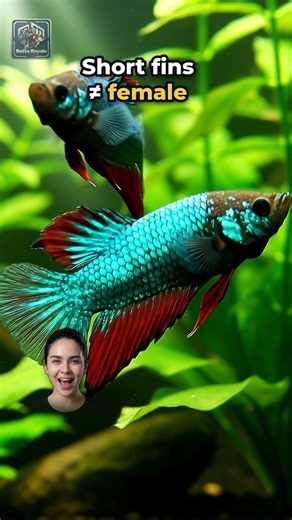 Male or Female Betta Fish? Spot It Fast