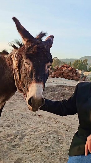 አዱ 😭😭 #jemaw #jemaw_spark #ethiopian_tik_tok @Esube ♥️🫡🥰🙏 @ኤል ኤል Editing