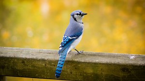 Les sept oiseaux les plus communs du Québec