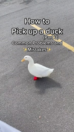 Wrinkle the Duck 廉✨ on Instagram: "How to pick up a duck (part 3) Let me know if you have any questions ☝️邏 #howto #pickupaduck #duck #tutorial #ducks #learningisfun #homestead #homesteading #nature #wildlife #ducksofig #petduck #petducks #duckstagram #petducksofinstagram #cute #cuteness #callduck #pekinduck #callducks #wholesome #humor #educational #howtopickupaduck #birdstagram #birdsofinstagram"