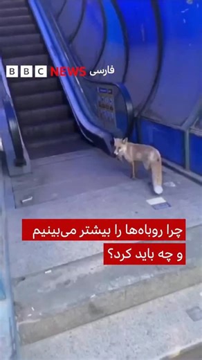‎« بیمارستان دامپزشکی تهران »‎ on Instagram‎: "‌ حضور روباه‌ها در سطح شهر چه خطراتی برای ما دارد؟ بشنویم باهم قسمت اول مصاحبه دکتر محبی با BBC فارسی ✨#من_تهرانی_هستم ✨‌ تلفن تماس ☎️ ۰۲۱-۲۱۵۱ 🏥بیمارستان دامپزشکی تهران🏥 🟡 شعبه کامرانیه : بزرگراه شهید صدر |کامرانیه |نبش منظریه 🟡 شعبه غرب : بزرگراه ستاری جنوب | بعد از پل همت ____________________ ‏#tehranpethospitalwest #بیمارستان_دامپزشکی_تهران #دکتر_پیام_محبی"‎