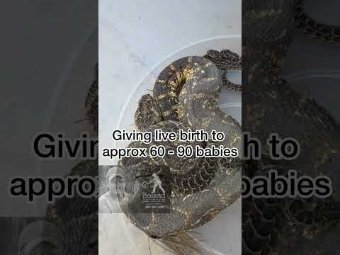 Mother puff adder + 7 newborn juveniles #dieslangou #fyp