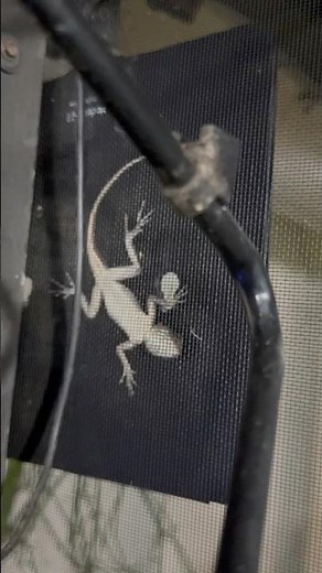 Smart Lizard Finds the Perfect Night Hideout 🦎🌙 #LizardLife #WildSurvival