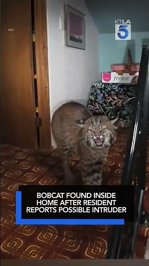 Bobcat found inside home after resident reports possible intruder