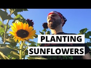 Planting pro cut sunflowers from seed | FLOWER FARM