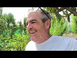 Cultivo de habas tempranas, recomendaciones y consejos.