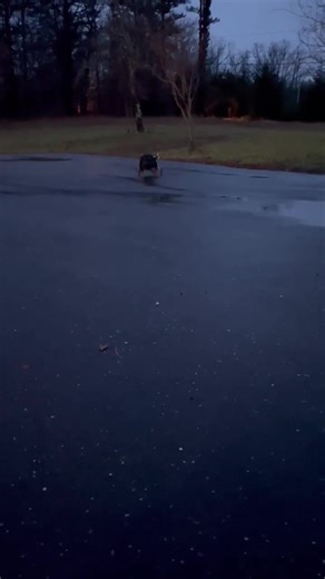 1.3K views | UPDATE: Rocky has been in foster care the last few...