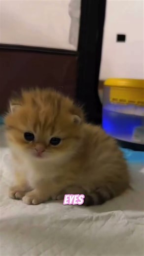 tiny fluff overload #tinykitten #fluffball #cutecats #babycat #kittenlove #catshorts #meowcute