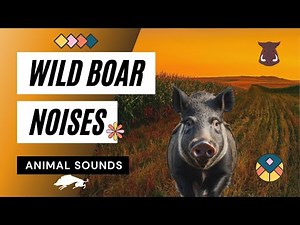 Animal Sounds: Wild Boar Noises - wild 🐗boar sounds - wild boar call