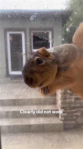 Nick A on Instagram: "So in case you are wondering, aluminum screens will not stop a squirrel from chewing through them. I guess it’s time to try stainless steel. #squirrel #squirrels #cuteanimals #backyardanimals"