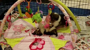 6.6K views · 435 reactions | Video #2 of Puppies At Play | Central Illinois Sheltie Rescue | Facebook