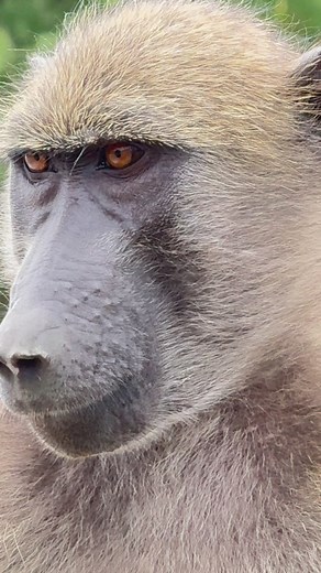 I am Baboon ❤️🐒 #animals #safari #wildlife #nature #reels2024 | Wildest Kruger Sightings