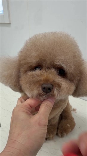 Expert Dog Grooming Tips for Poodles