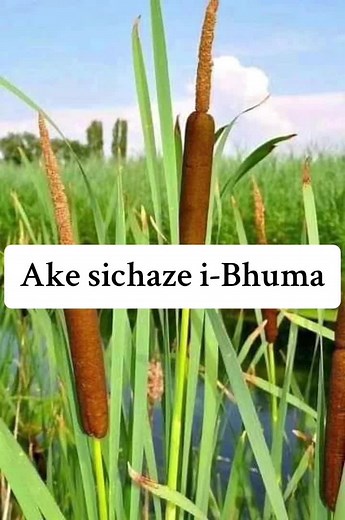 Ake Sichaze nge Bhuma Umuthi: Imithi Yesintu