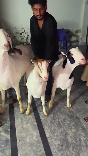 #kkgoats #viral_video #fyp #foryou #kkgoatfarm