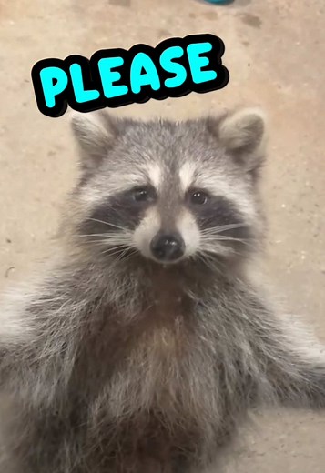 Raccoon Core: Funny Raccoons Animal Voiceover Clips