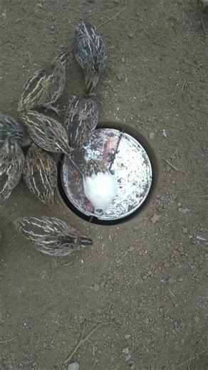 I Made a Simple Quail Trap from Junk | Creative & Functional