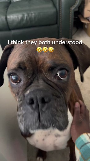 #dogsofttiktok #boxersoftiktok #petsoftiktok #funnydogsoftiktok #boxerdog @i_love_my_boxers