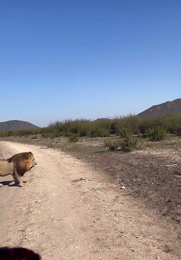 Experience the Majesty of African Safaris