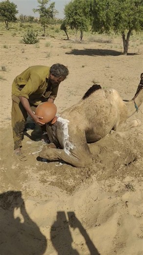 🐪💧 سرّ الطريقة البدوية الغريبة لمساعدة الجمل على الراحة في قلب الصحراء! 🏜️😲