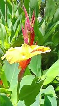 🌺 Discover the Secret of Indian Cane: GIANT Flowers and Edible Root! 🌿🍠 🧡