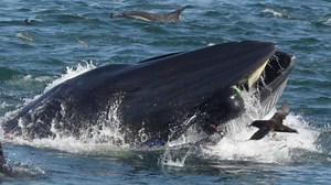 Watch: Whale accidentally swallows Diver and then spits him out!