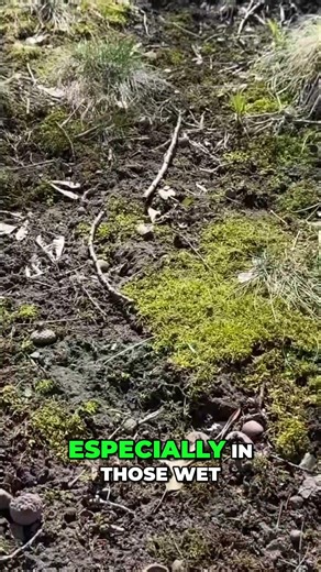 Moss Invasion! Lawn Rescue: Easy Fix for Wet, Shady Spots #shorts