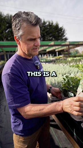 1.1K views | Discover the secret charm of Sarcococca! ✨ Also known as Sweet Box, this understated beauty is a winter gem. With glossy green leaves and sweetly fragrant white flowers, it’s a sensory delight in the colder months. Perfect for shady spots, it brings life and aroma.懶 #winterwonder #SarcococcaScent | Garden on a Roll | Facebook