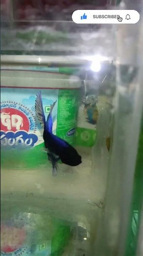 Two Colourful Betta Fish Fighting | Aggressive Betta Fish Battle 🐠🔥 #bettafish