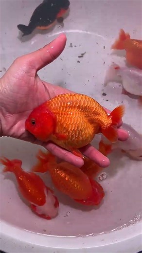 Happy New Year! Of course, goldfish should choose something so popular! #goldfish #aquarium