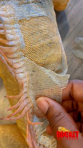 206K views · 1.6K reactions | Removing stuck and loose shed #lizard #exoticpets #reptile #iguana #pet #reptiles #pets #animals #petlovers #petstagram #petsofinstagram #RocketThelguana #asmr #satisfying #satisfyingvideo | Rocket The Iggy | Facebook