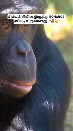 சிம்பன்சியில இருந்து BONOBOS எப்படி உருவானது..? How did BONOBOS evolve from chimpanzees? #bioworld