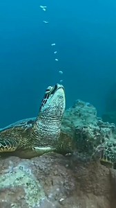 146K views · 1.3K reactions | Seaturtle #Seaturtle #facts #marinelife #insta #video #fyp #viralfb | Deep Access | Facebook