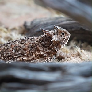 155K views · 4K reactions | IT FINALLY HAPPENED! The Texas horned...