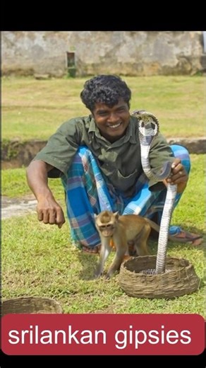 Srilankan gipsies🇱🇰🛖 #srilanka #worldwildlifeday