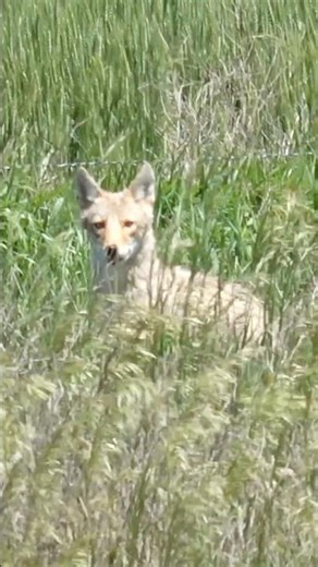 Slow motion coyote hunting! #foxpro #hunting #nature #wildlife #coyote #wildanimals #animals