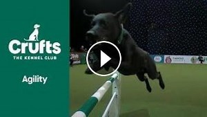 International Invitation (Agility) | ​Crufts 2022