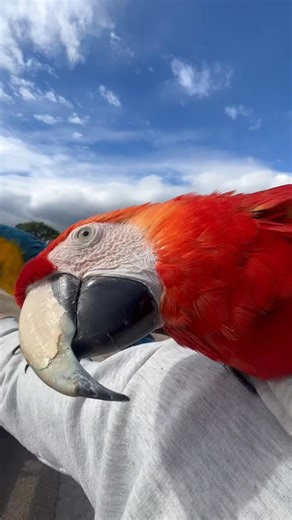 Happy & Scarlet loop over primrose hill. ☀️ #birds #animal #boomerang #foryou #pet #pets #free #morning #fyp #bird #foryoupage #flying #happy | Naima Reedy