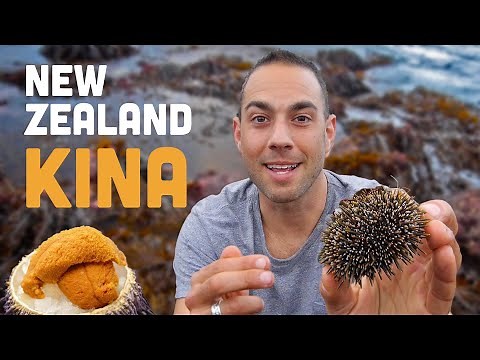 New Zealand KINA! Sea Urchin Snacking in Aotearoa