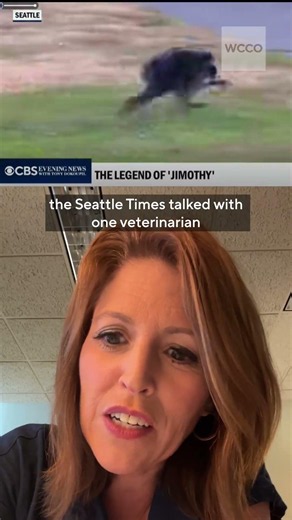 Seattle's Viral Raccoon Jimothy: The Internet's Newest Icon