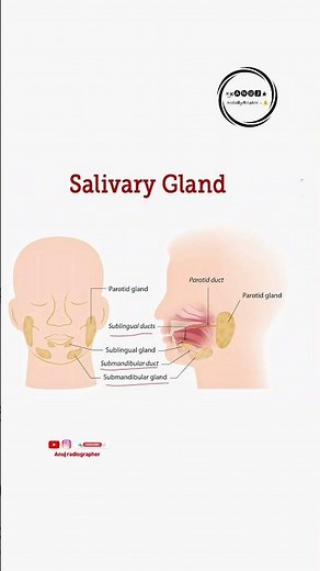 Salivary gland !!