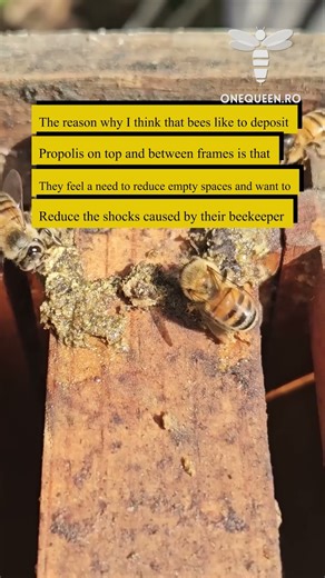 The reason why I think that bees like to deposit propolis on top and between frames is..