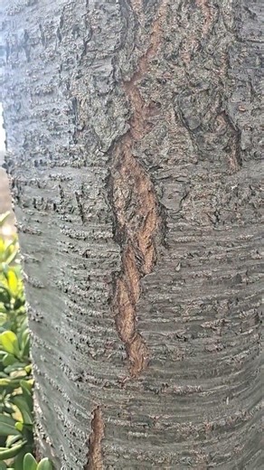 Tree bark with vertical split #frost crack