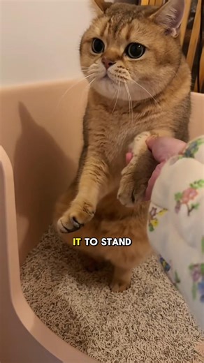 Right in the Middle of It, Asked to Stand #cat #funnycats #pets