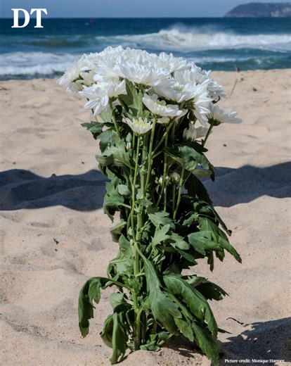 #DTTV - Dee Why beach remains closed as the shocked northern beaches community struggles to process Saturday’s deadly shark attack, with lifeguards warning it may take time before locals return to the water ➡️ https://bit.ly/4mVLd7O | Daily Telegraph
