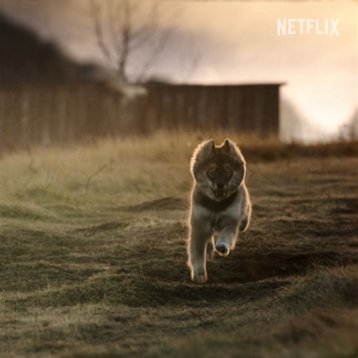 crying when they showed Togo as a puppy 😭😭😭 my sweet and brave boy | Netflix