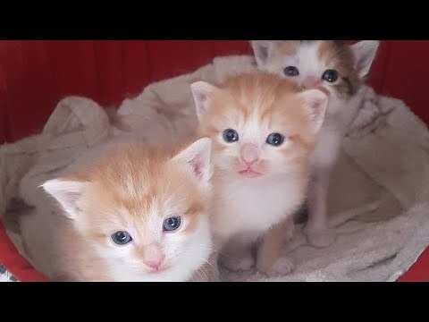 Chatons 🐈 - de leur naissance à leurs 2 mois - #EVOLUTIONS