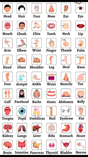 Improve your Vocabulary skills with Body parts in English | Sophai Creator Share