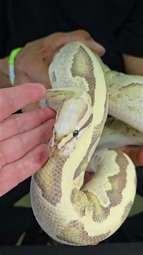 Found my dream Ball Python at Repticon! 🐍 ¡La Pitón Bola de mis sueños en Repticon! 🐍