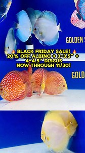 1.1K views · 22 reactions | Black Friday starts now! Enjoy 20% off all Albino Discus and select sizes (3–3.5” & 4–4.5”) now through 11/30. Grab your favorites before they’re gone! #DiscusFish #FishSale #BlackFridaySale #AquariumFish | Golden State Discus | Facebook